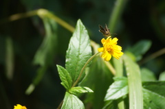 Vehilius stictomenes