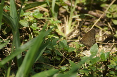 Cissia phronius