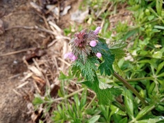 Lamium hybridum