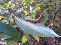 Anisota fuscosa