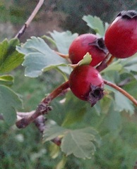 Crataegus monogyna
