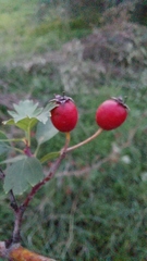 Crataegus monogyna
