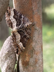 Chrysolarentia