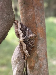 Chrysolarentia