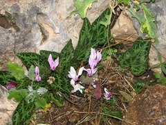 Cyclamen graecum graecum
