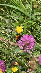 Bombus dahlbomii