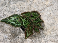 Cyclamen graecum graecum