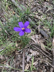 Cheiranthera linearis