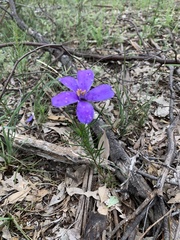 Cheiranthera linearis