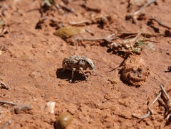 Ophryastes tuberosus