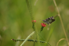 Chiomara asychis