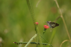 Chiomara asychis