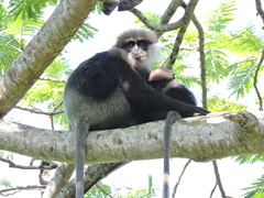 Semnopithecus vetulus