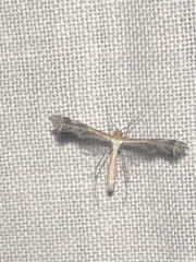 Stangeia xerodes