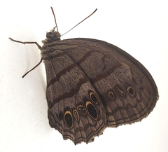 Magneuptychia