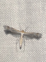 Stangeia xerodes