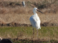 Leucogeranus leucogeranus