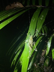Phricta spinosa