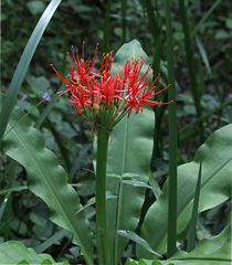 Scadoxus multiflorus katharinae