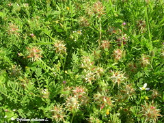 Trifolium stellatum