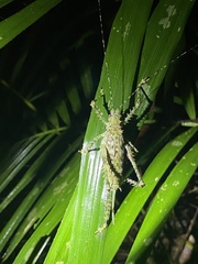 Phricta spinosa