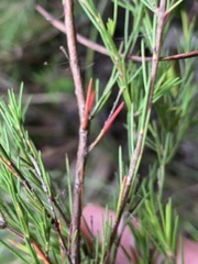 Baeckea linifolia
