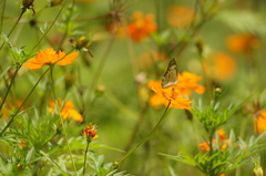 Ascia monuste orseis