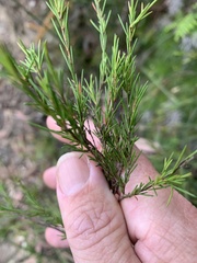 Baeckea linifolia