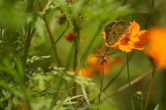 Ascia monuste orseis