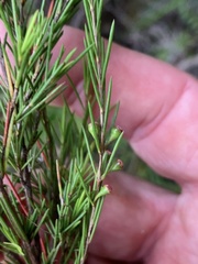 Baeckea linifolia