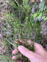 Baeckea linifolia