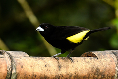 Ramphocelus flammigerus icteronotus