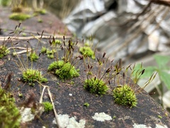 Tortula muralis