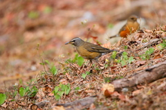 Turdus obscurus