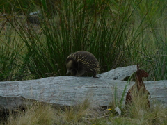 Tachyglossus aculeatus setosus