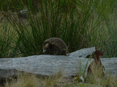 Tachyglossus aculeatus setosus
