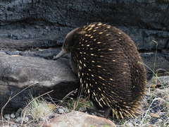 Tachyglossus aculeatus setosus