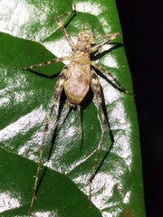 Pseudotrigonidium australis