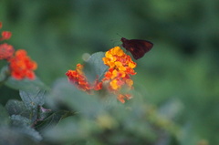 Miltomiges cinnamomea