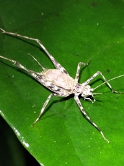 Pseudotrigonidium australis