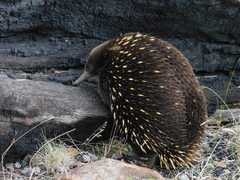 Tachyglossus aculeatus setosus