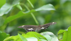 Papilio fuscus