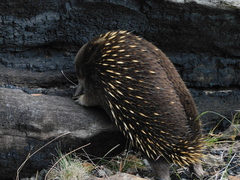 Tachyglossus aculeatus setosus