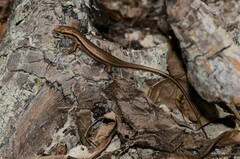 Trachylepis sechellensis