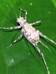 Pseudotrigonidium australis