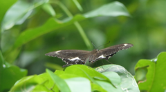 Papilio fuscus