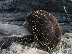 Tachyglossus aculeatus setosus