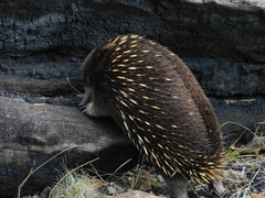 Tachyglossus aculeatus setosus