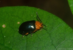 Lamprolina simillima