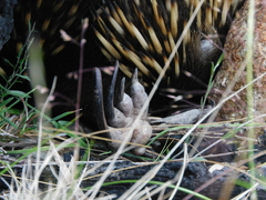 Tachyglossus aculeatus setosus